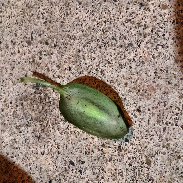 Any ideas what's in the #cocoon? I need some #gardenhelp. Interwebs mentions hornworm caterpillar but this looks different than the quick google image search I pulled..