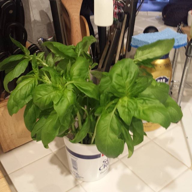 Newest addition to my collection. #basil