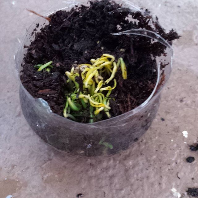 @el_carnicero_79 lookie!!! My #bellpeppers ! I thought they weren't going to grow but I saw roots and then green stuff so they were growing under all the extra dirt on top!! #homegrown #germinate
